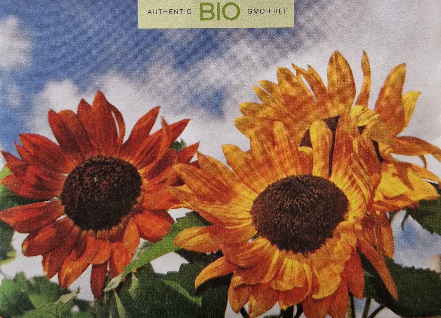 Sonnenblume Samt-Königin