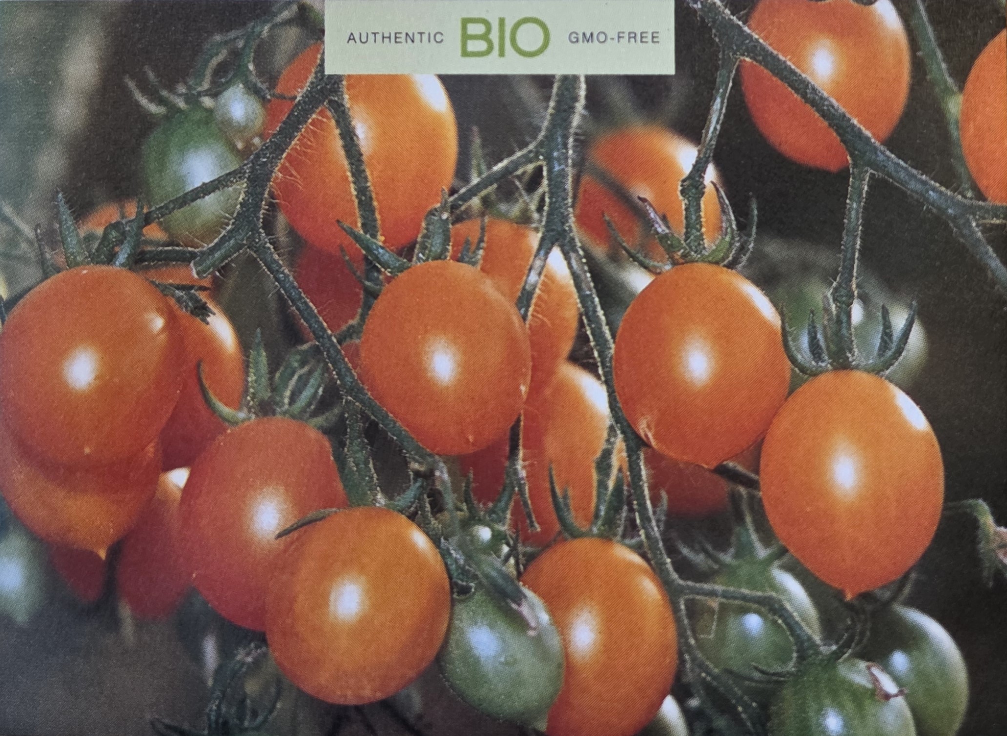 Tomate, gelbe Cherry